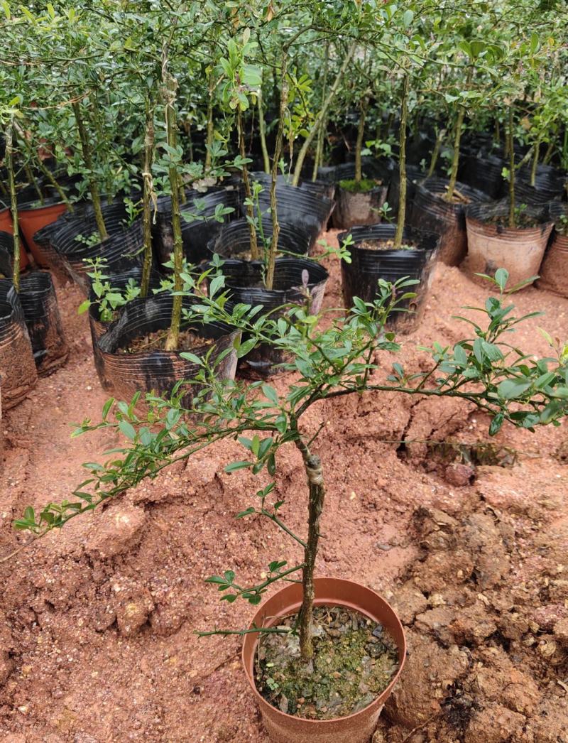 柠檬苗手指柠檬苗正品嫁接手指柠檬苗基地直发质量保证