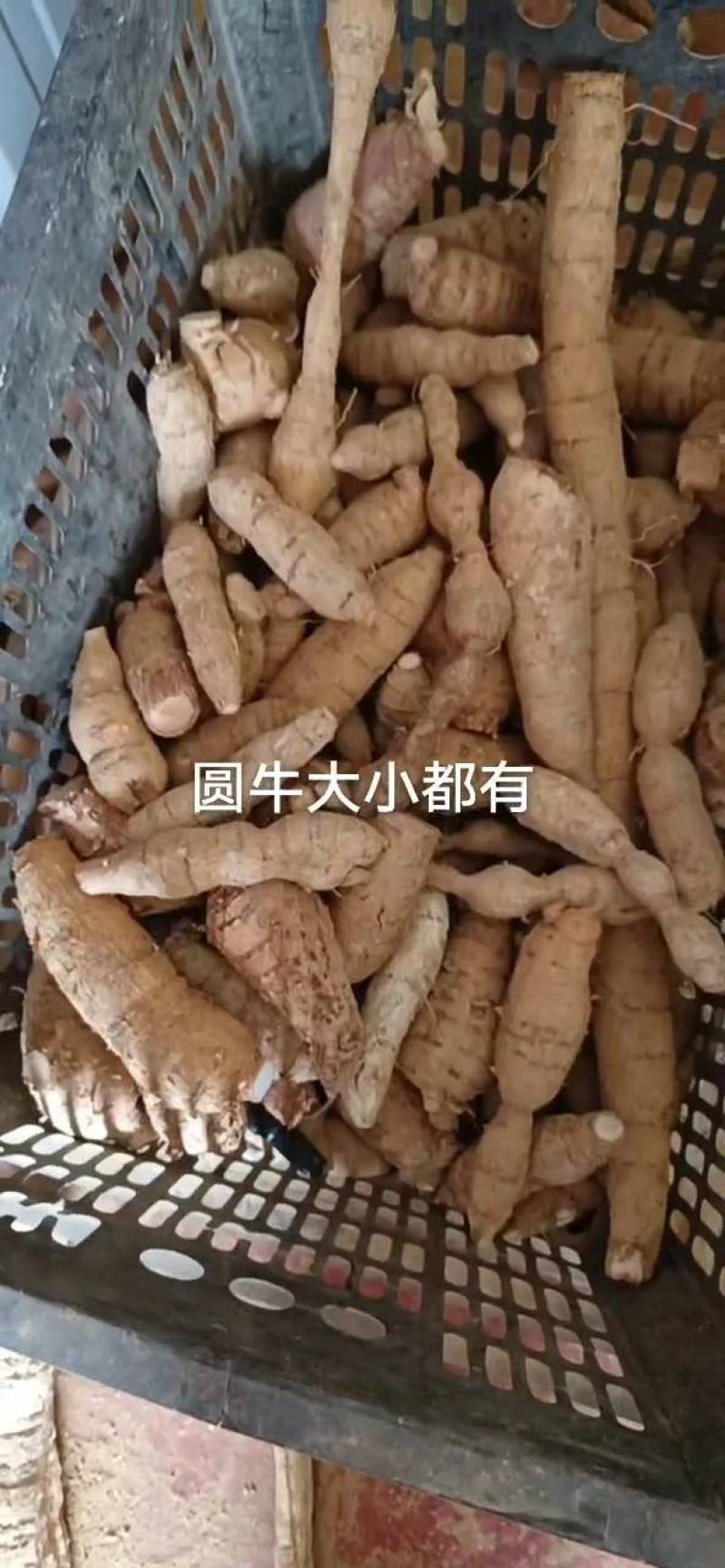 新鲜中叶牛，串牛牛，圆牛，大牛，特大牛，煲汤泡酒口味甘甜