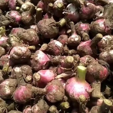大蒜大量上市产地直发一手货源欢迎新老客户采购
