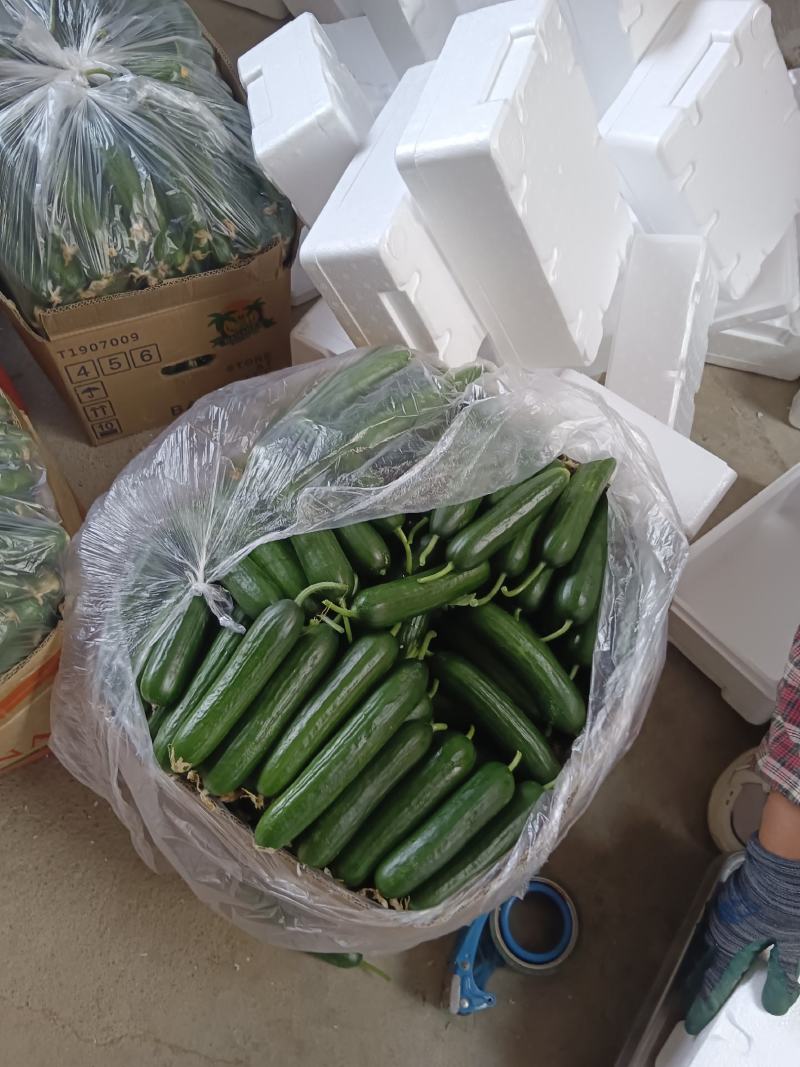 孝海文洋精品水果黄瓜基地，现已大量上市，对接各大市场，