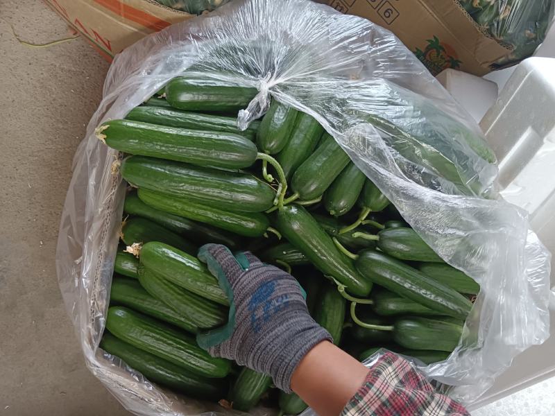 孝海文洋精品水果黄瓜基地，现已大量上市，对接各大市场，