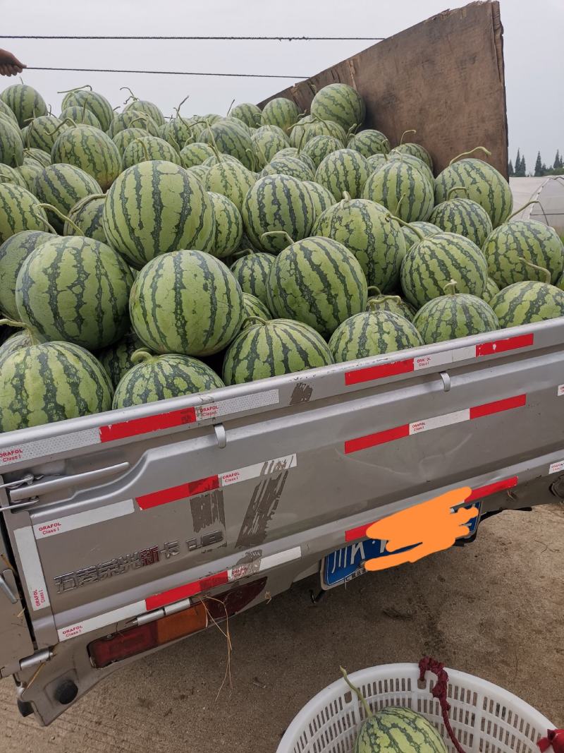 红岩8424西瓜头茌，包黑子味甜皮薄九成熟