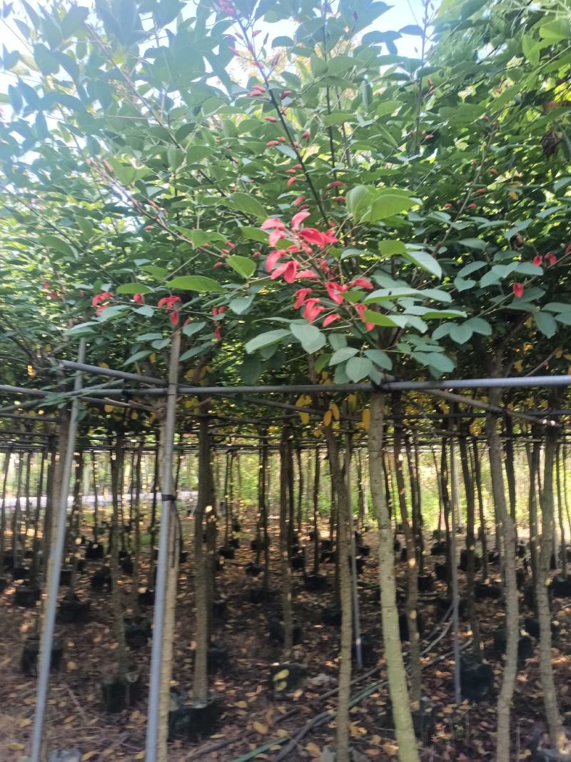 基地直销5~15分鸡冠刺桐移植苗，大量出售