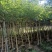 基地直销5~15分鸡冠刺桐移植苗，大量出售