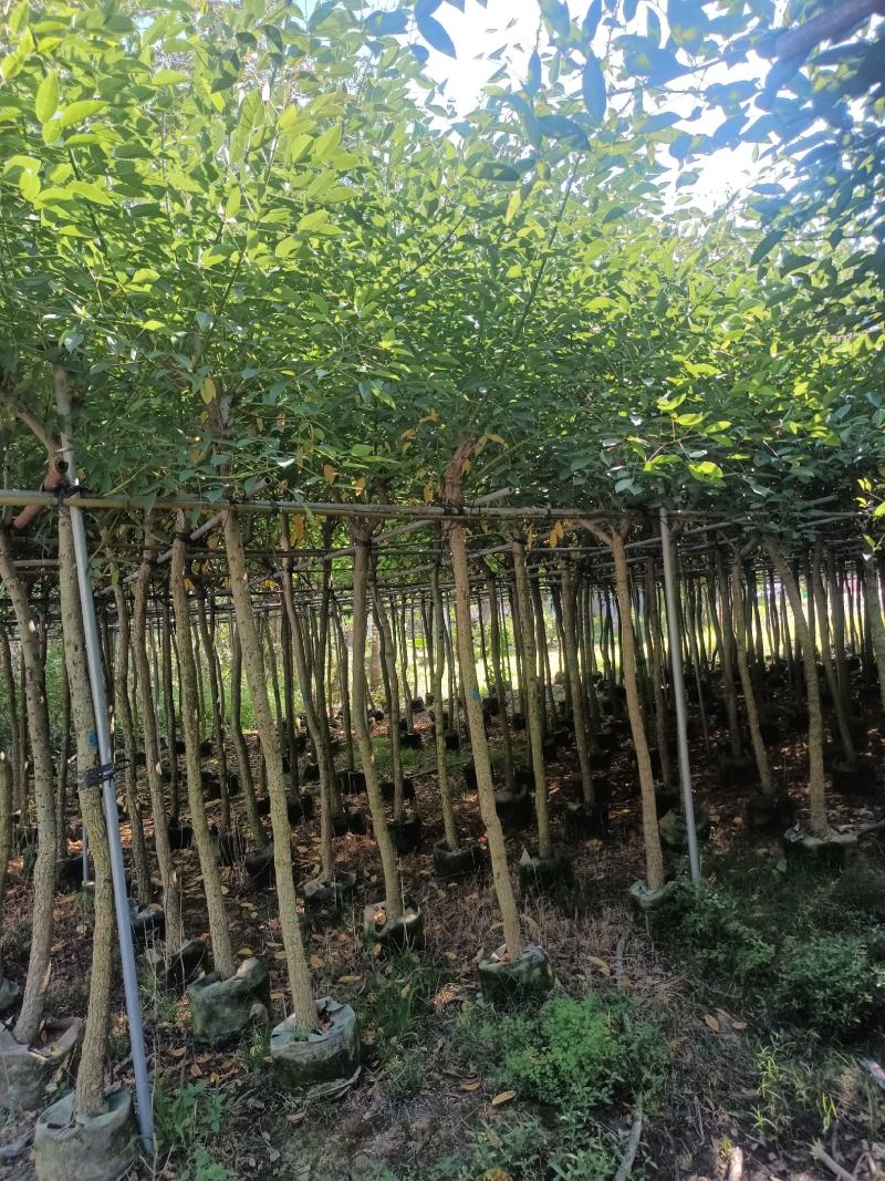 基地直销5~15分鸡冠刺桐移植苗，大量出售