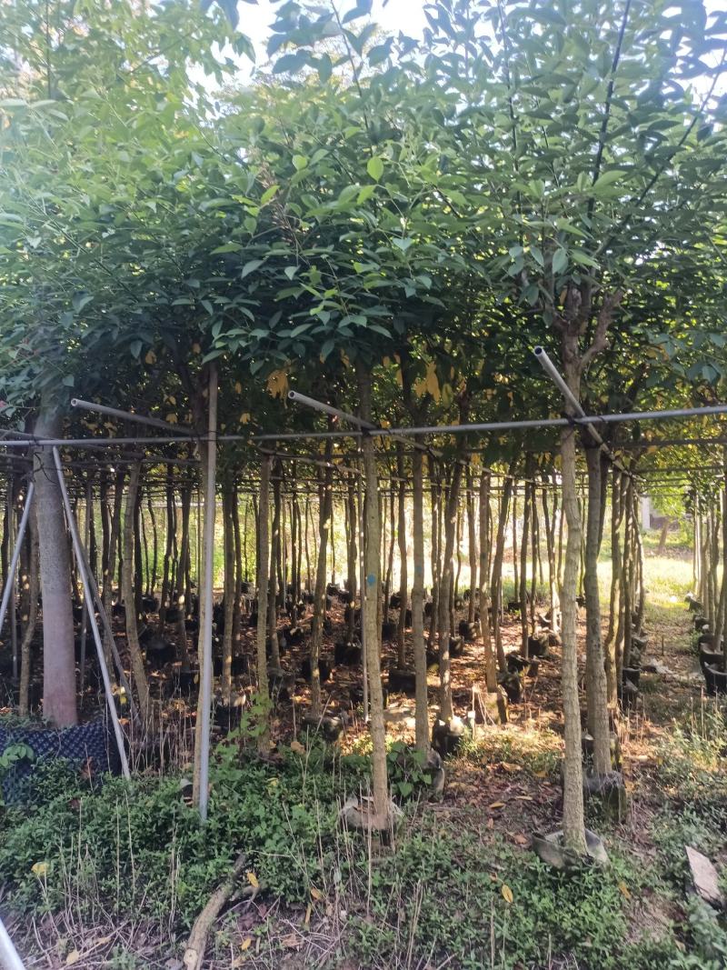 基地直销5~15分鸡冠刺桐移植苗，大量出售
