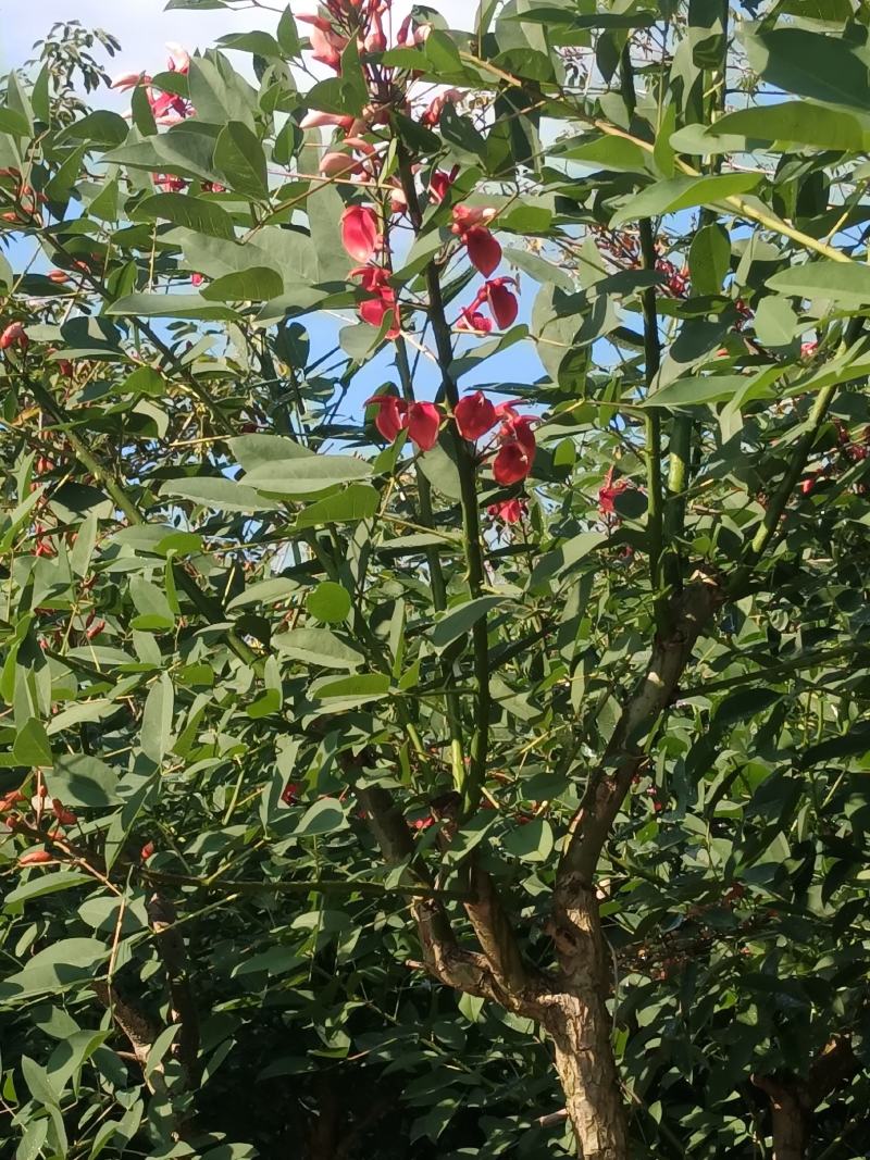 基地直销5~15分鸡冠刺桐移植苗，大量出售