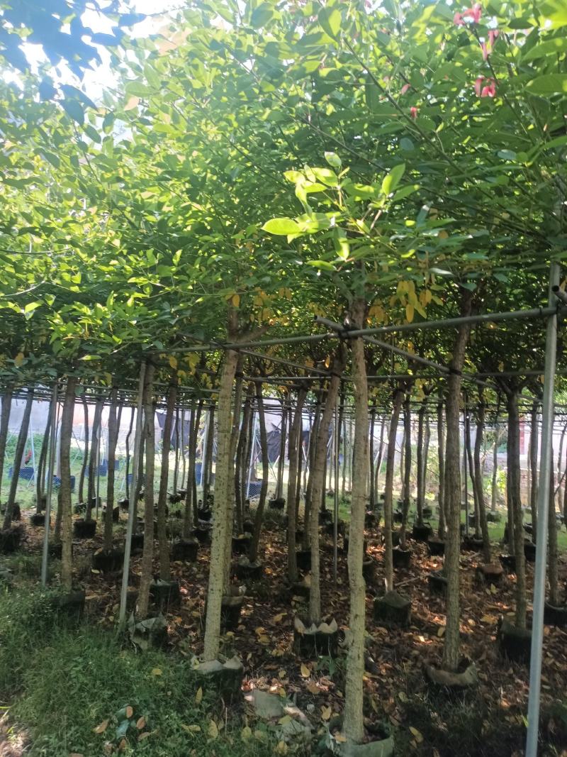 基地直销5~15分鸡冠刺桐移植苗，大量出售