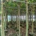 基地直销5~15分鸡冠刺桐移植苗，大量出售