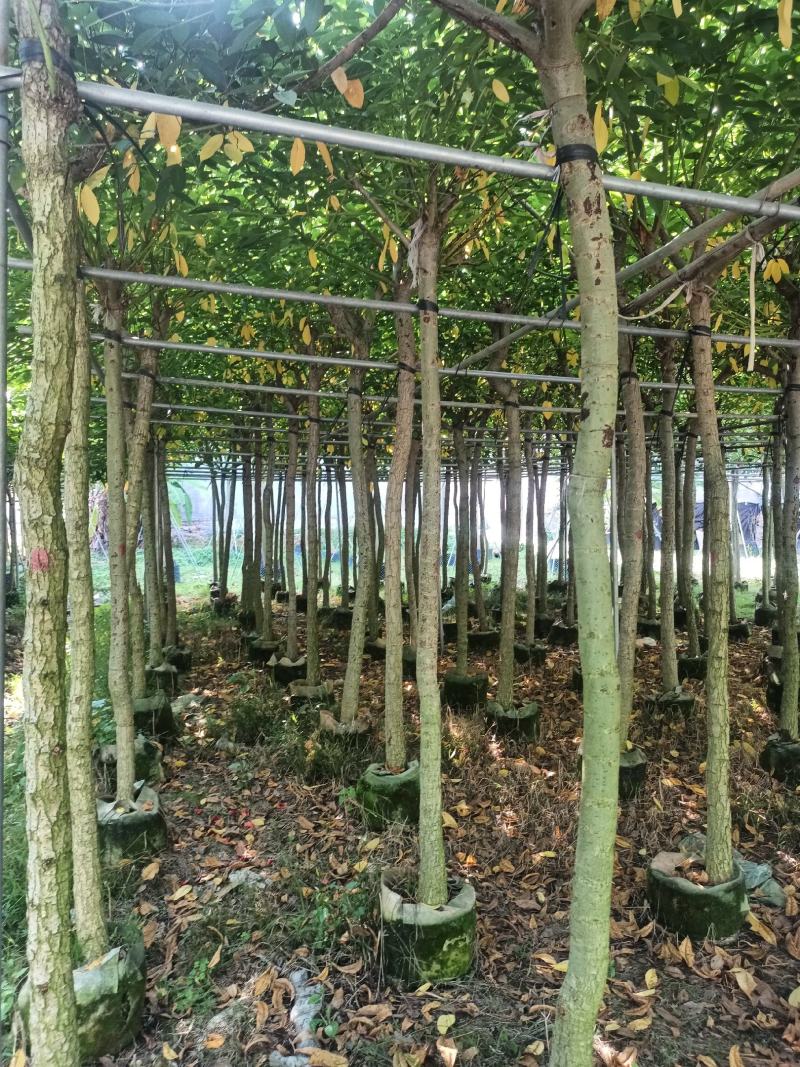 基地直销5~15分鸡冠刺桐移植苗，大量出售