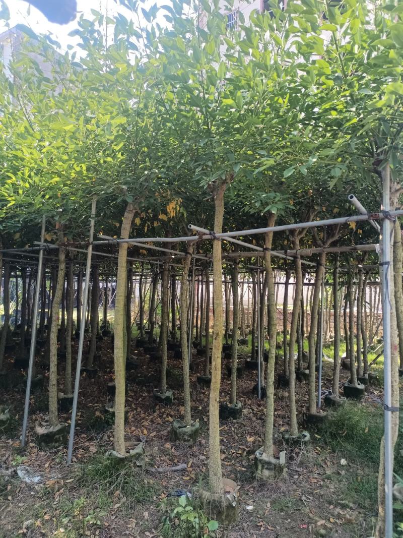 基地直销5~15分鸡冠刺桐移植苗，大量出售