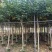 基地直销5~15分鸡冠刺桐移植苗，大量出售