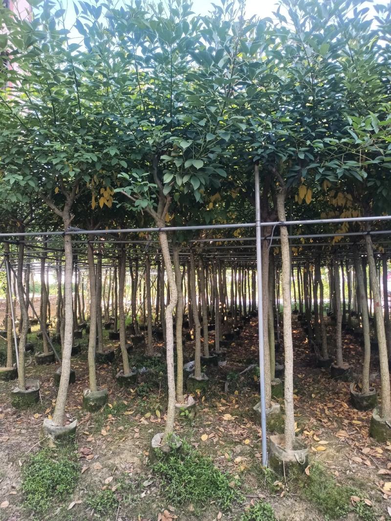 基地直销5~15分鸡冠刺桐移植苗，大量出售