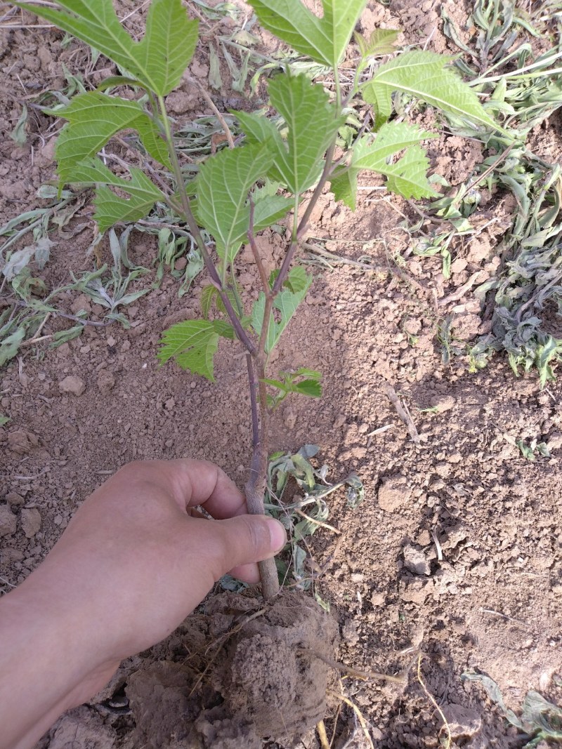 组培杂交构树苗，用于养殖，荒山复绿，道路护坡，成活率高