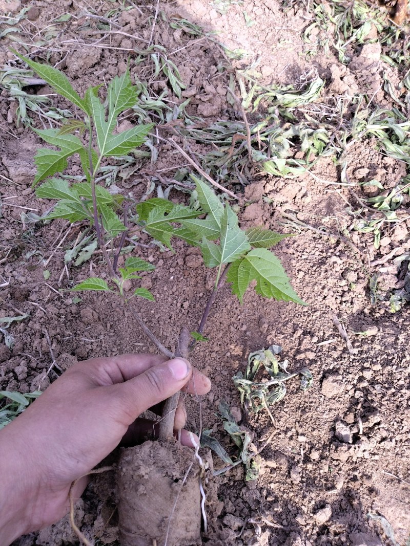 组培杂交构树苗，用于养殖，荒山复绿，道路护坡，成活率高