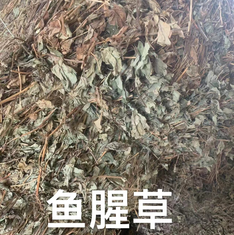 鱼腥草