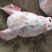 猪头