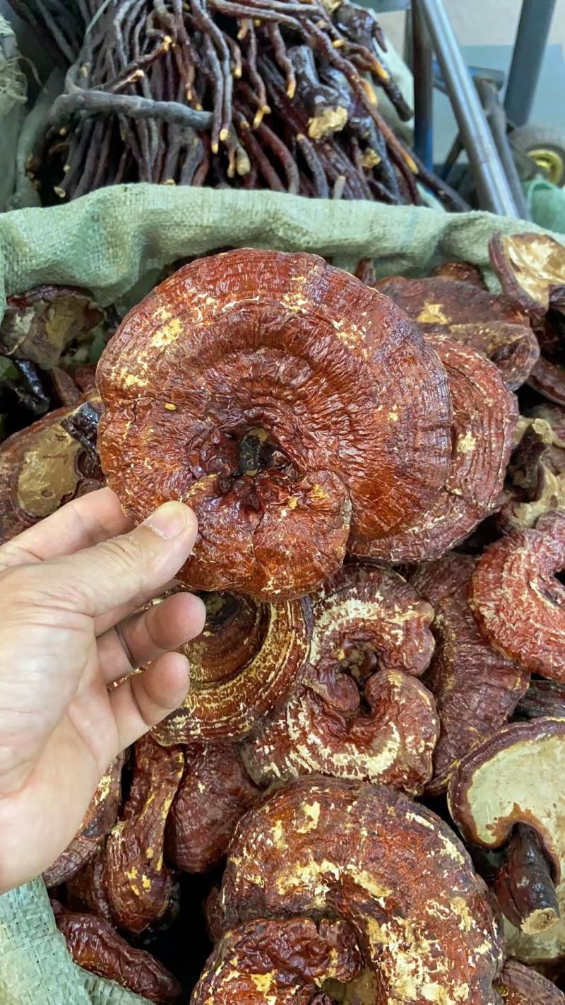 红灵芝，产地大量供应各种规格高含量，无农残灵芝，免费打粉