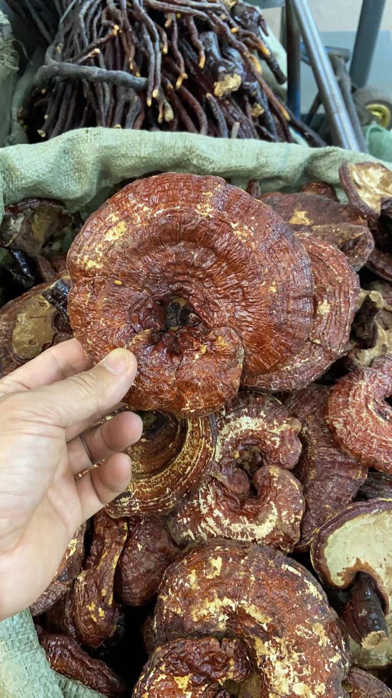 红灵芝，产地大量供应各种规格高含量，无农残灵芝，免费打粉