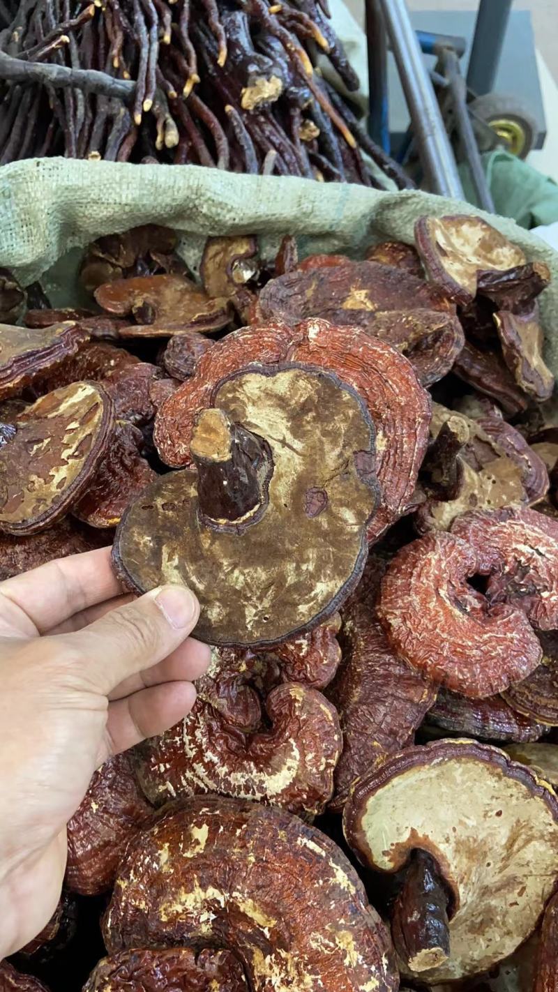 红灵芝，产地大量供应各种规格高含量，无农残灵芝，免费打粉