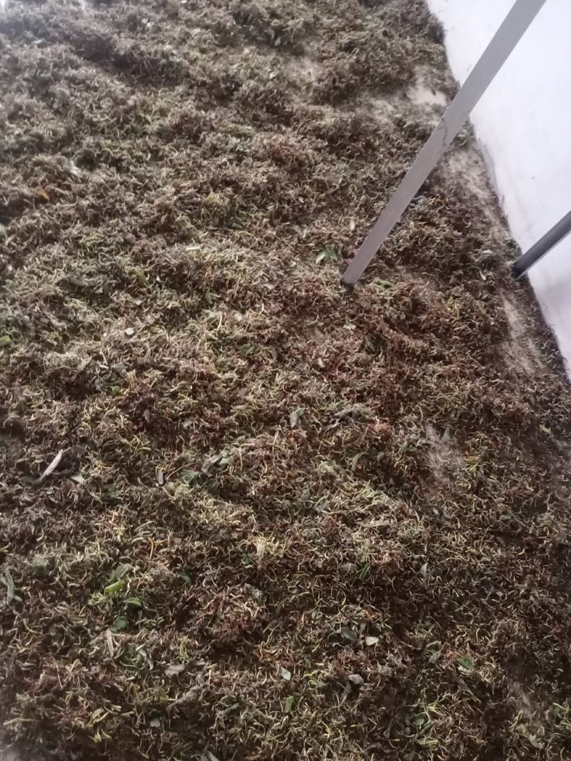 金银花