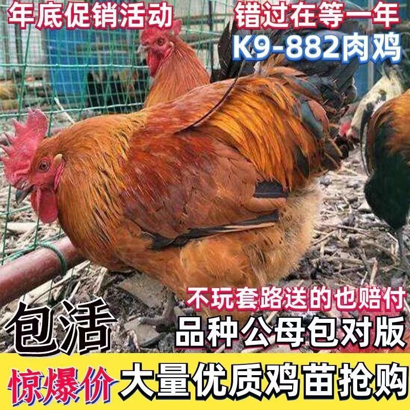 k9肉鸡苗
