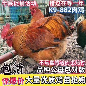 k9肉鸡苗