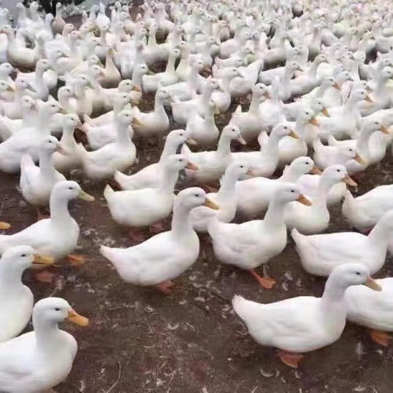 白番鸭苗