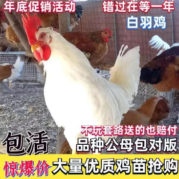 白羽鸡苗