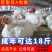 白羽鸡苗