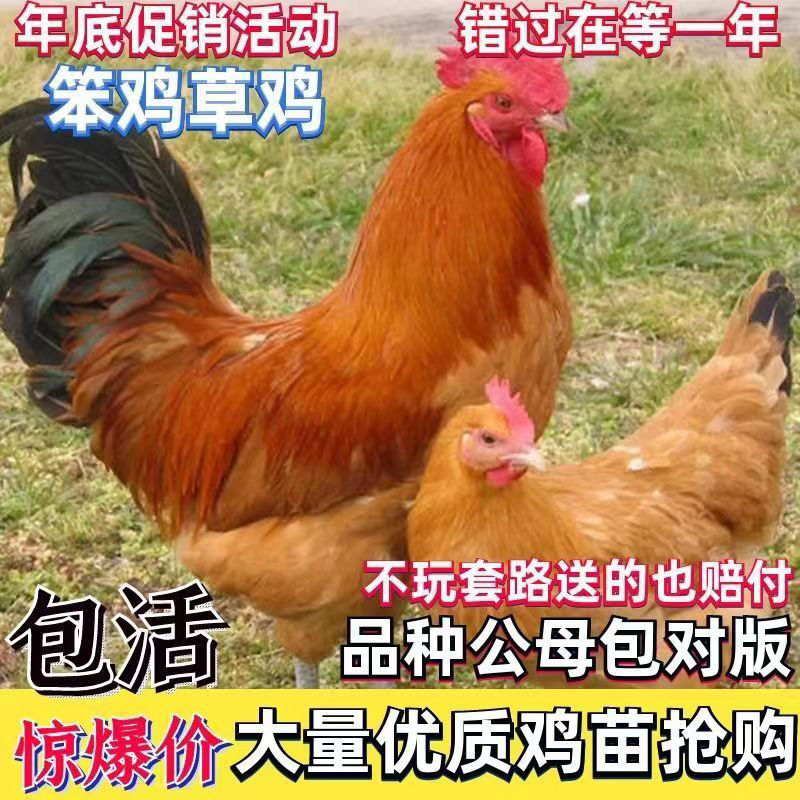 笨鸡草鸡苗
