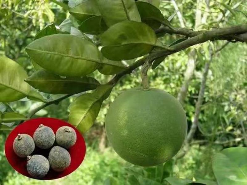 正宗化州橘红正毛果原果压果片大量有货味香