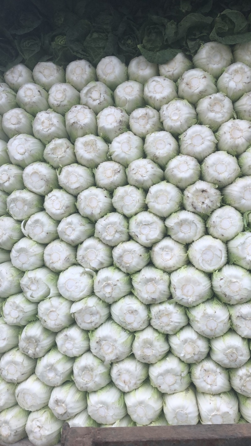 白菜