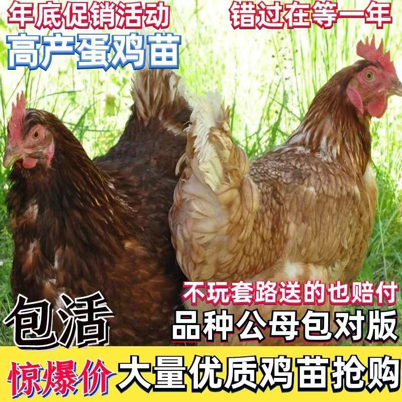 高产蛋鸡苗