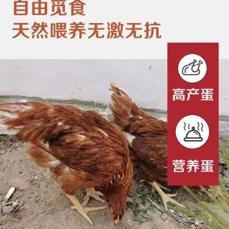 高产蛋鸡苗