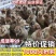 高产蛋鸡苗