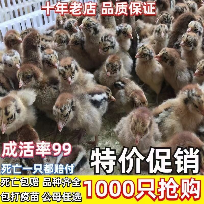 高产蛋鸡苗