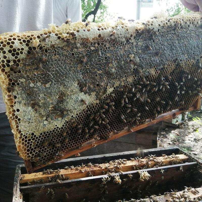 【产地销】荔枝花蜜蜂场直售峰蜜土蜂蜜批发荔枝蜜