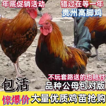 贵州高脚鸡苗