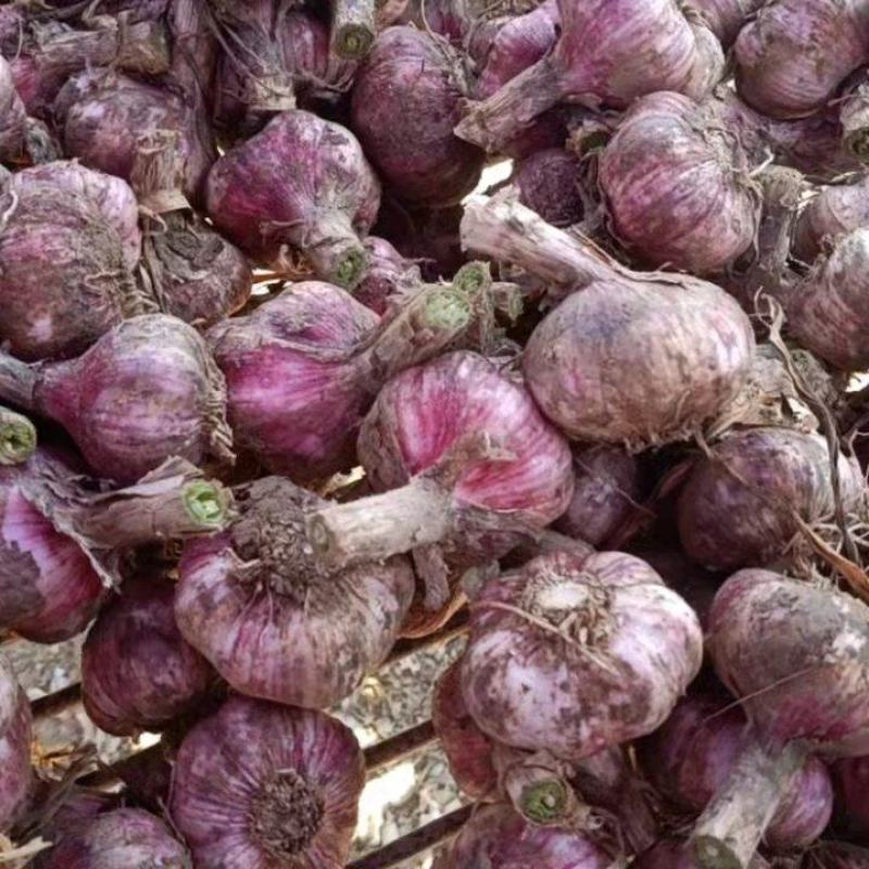 新鲜大蒜，紫蒜，当年新货，量大从优，价格实惠
