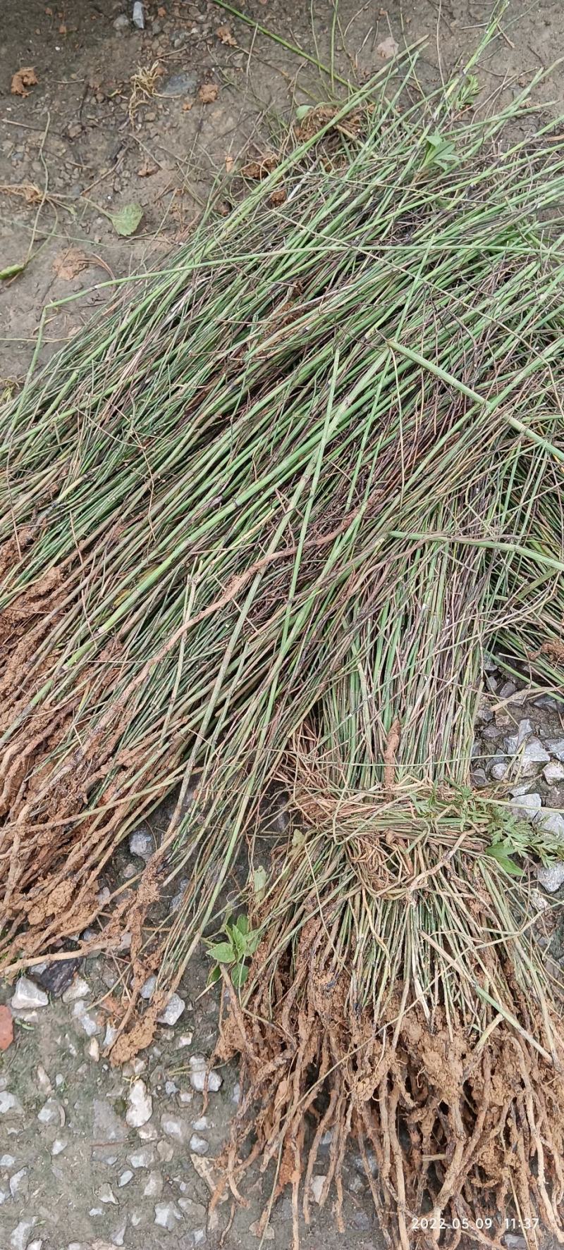 节节草，节节草木贼，鲜盆景苗子都有