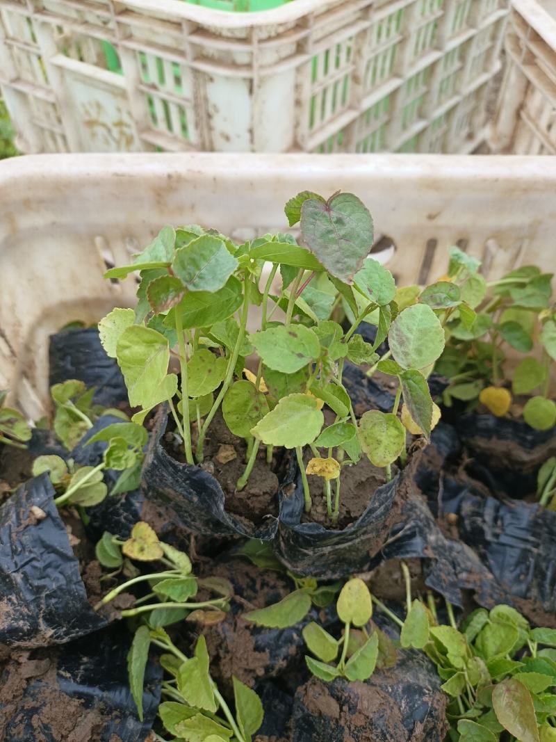 大花秋葵杯苗美芙蓉大花秋葵绿化小苗工地绿化道路绿化