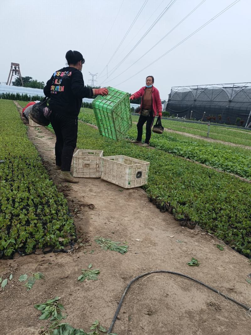 大花秋葵杯苗美芙蓉大花秋葵绿化小苗工地绿化道路绿化
