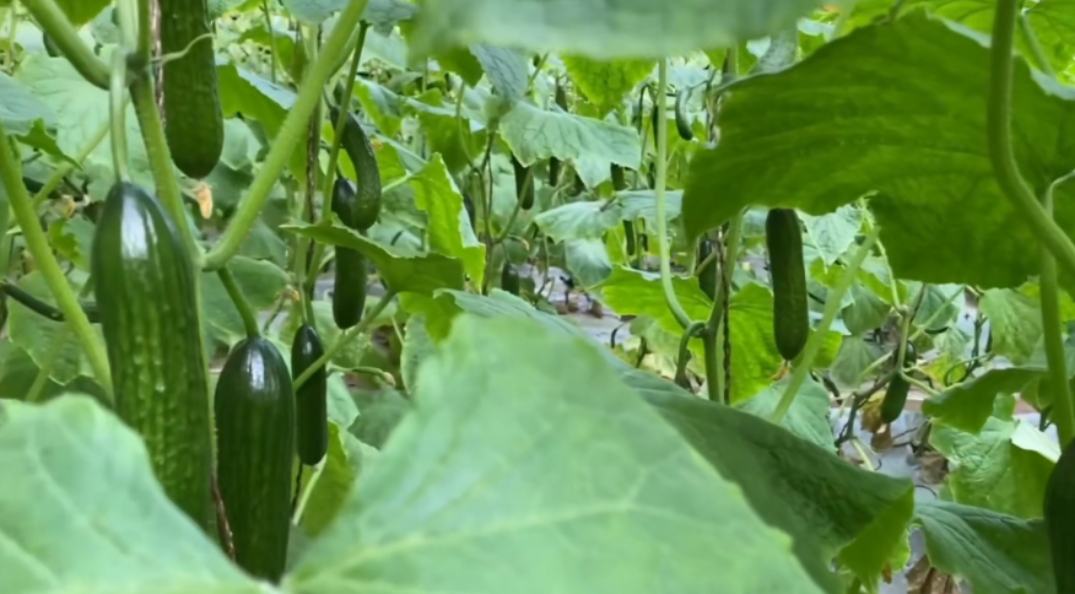 小黄瓜营养成分表