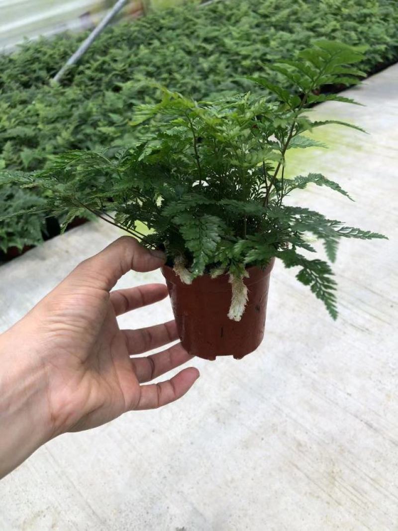 狼尾蕨90盆