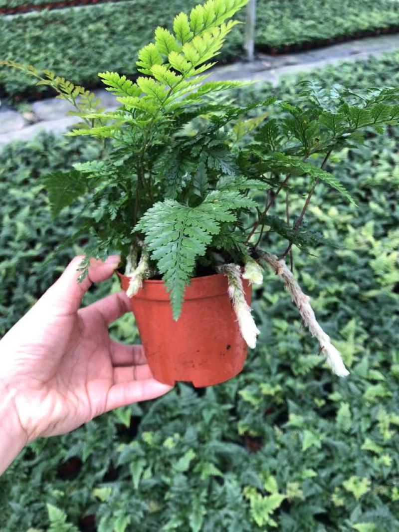 狼尾蕨90盆