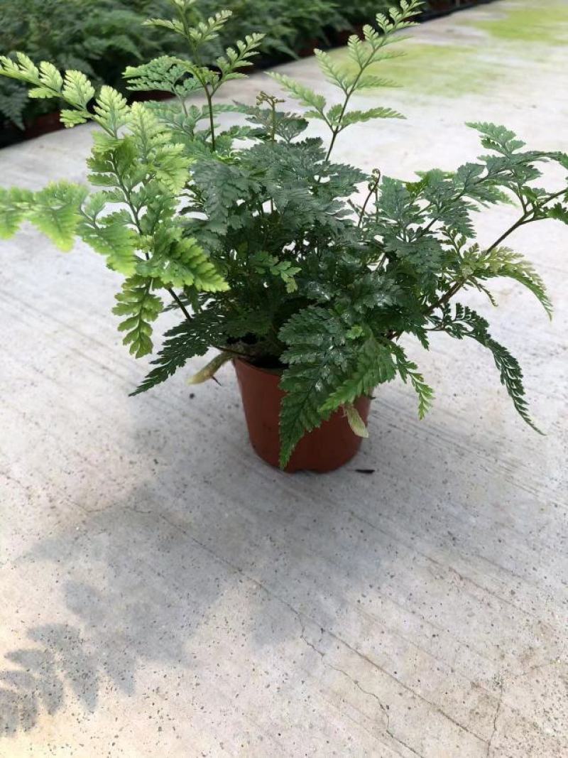 狼尾蕨90盆