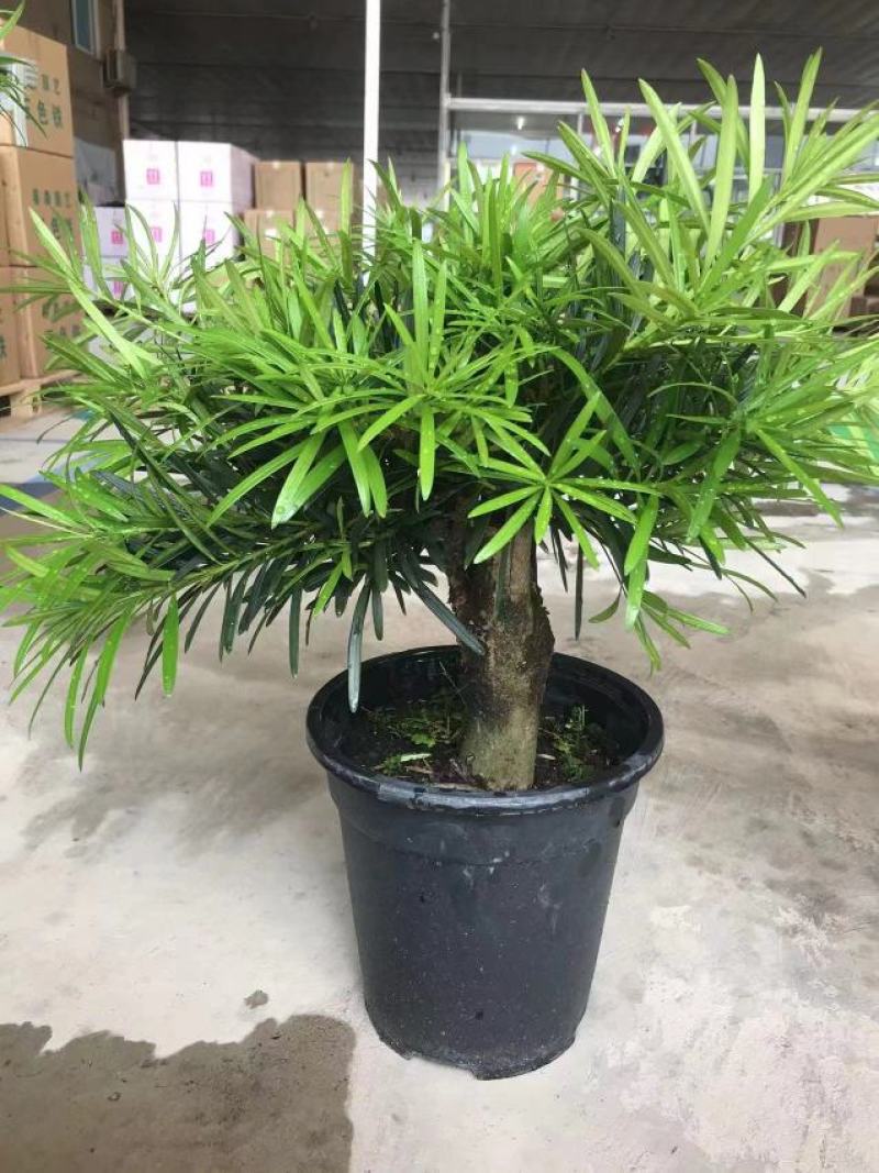 罗汉松独杆盆景2号盆3号盆4号盆