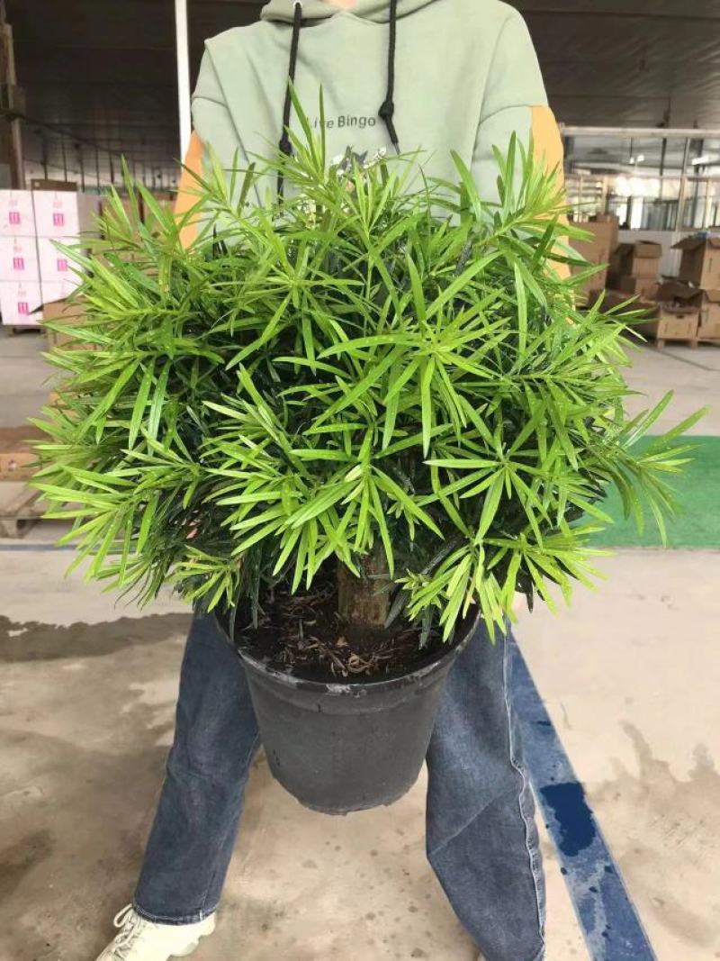 罗汉松独杆盆景2号盆3号盆4号盆