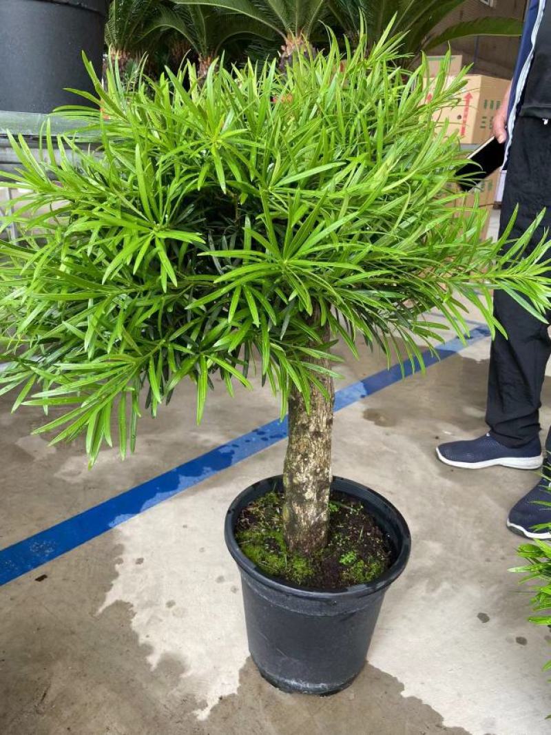 罗汉松独杆盆景2号盆3号盆4号盆
